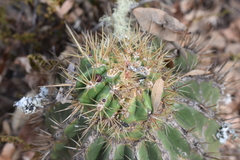 Ferocactus reppenhagenii