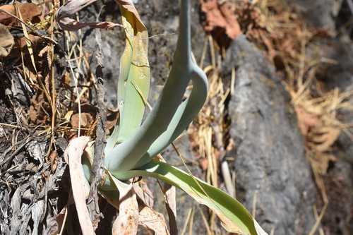 Agave attenuata