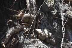 Mammillaria albilanata (Mammillaria albilanata)