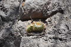 Mammillaria scrippsiana