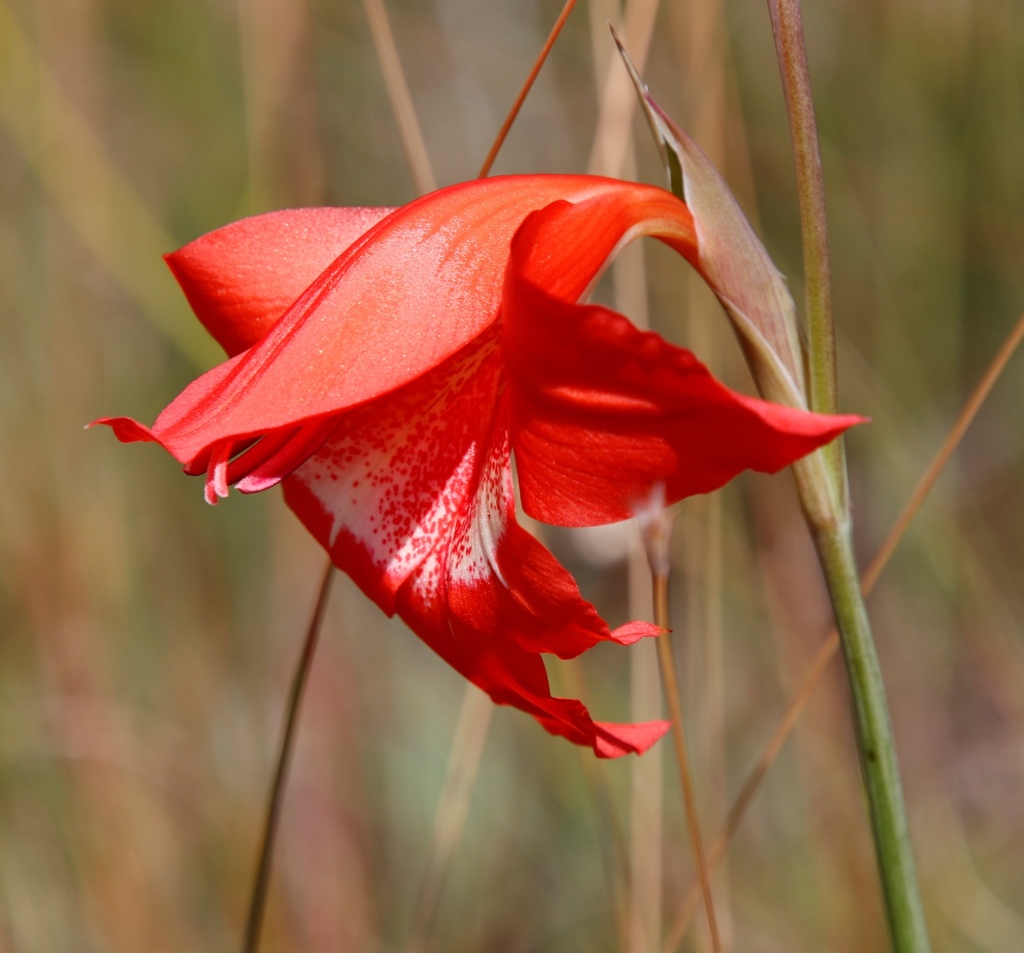 Natal lily