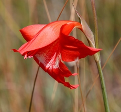 Gladiolus saundersii