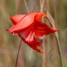 Gladiolus saundersii - Photo (c) Tony Rebelo,  זכויות יוצרים חלקיות (CC BY-SA), הועלה על ידי Tony Rebelo