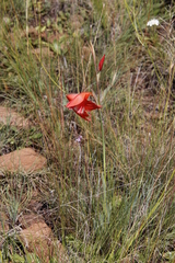 Gladiolus saundersii