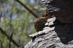 Mammillaria scrippsiana