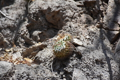 Mammillaria scrippsiana