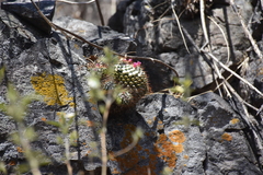 Mammillaria scrippsiana