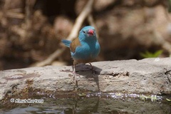 Uraeginthus cyanocephalus