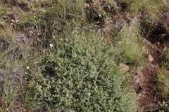 Melolobium microphyllum