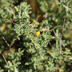 Melolobium microphyllum