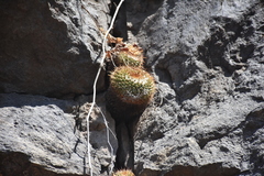 Mammillaria scrippsiana