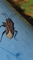 Spilostethus trilineatus