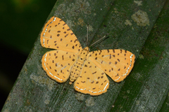 Argyrogrammana stilbe