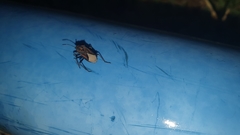 Spilostethus trilineatus