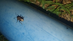 Spilostethus trilineatus