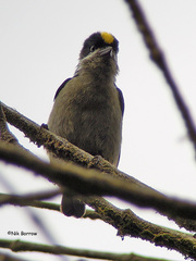 Pogoniulus coryphaea