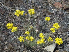 Physaria douglasii