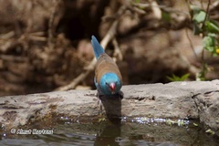 Uraeginthus cyanocephalus