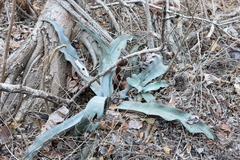 Agave pablocarrilloi