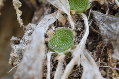 Pinguicula colimensis