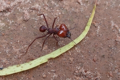 Atta laevigata