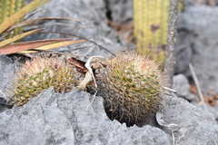 Mammillaria beiselii