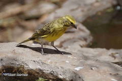 Crithagra dorsostriata