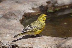 Crithagra dorsostriata