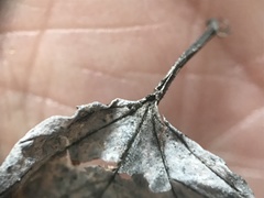 Viburnum opulus americanum