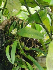 Bulbophyllum napellii