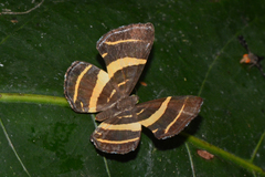 Baeotis euprepes
