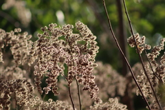 Heliocarpus terebinthinaceus