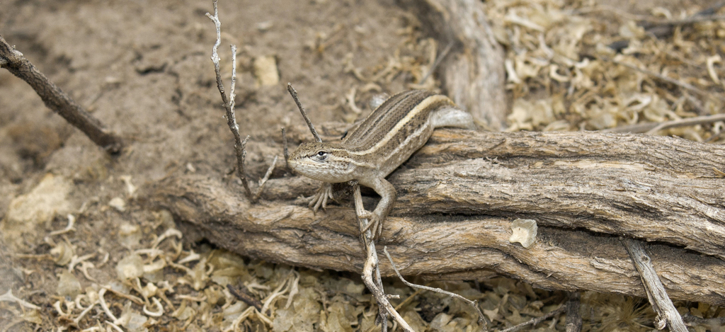 Graceful Tree Iguana