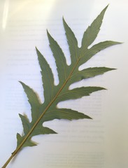 Bocconia arborea