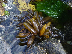Adenocystis utricularis