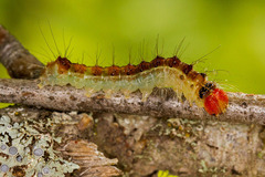 Acronicta radcliffei