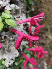 Asteranthera ovata