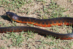 Helicops leopardinus