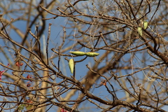 Blepharodon mucronatum