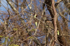 Blepharodon mucronatum