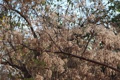 Heliocarpus terebinthinaceus