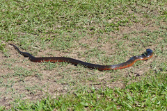 Helicops leopardinus