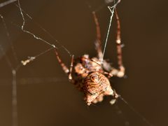 Australomimetus sennio