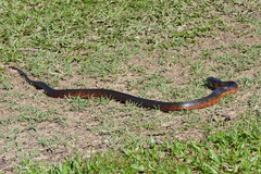 Helicops leopardinus