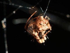 Australomimetus sennio