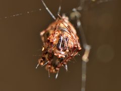 Australomimetus sennio