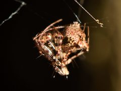 Australomimetus sennio