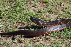 Helicops leopardinus