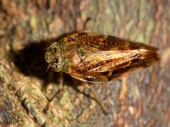 Pseudaphronella jactator