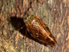 Pseudaphronella jactator